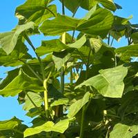 Paulownia Tomentosa Elongata Shantong