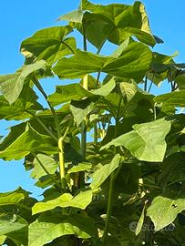 Paulownia Tomentosa Elongata Shantong