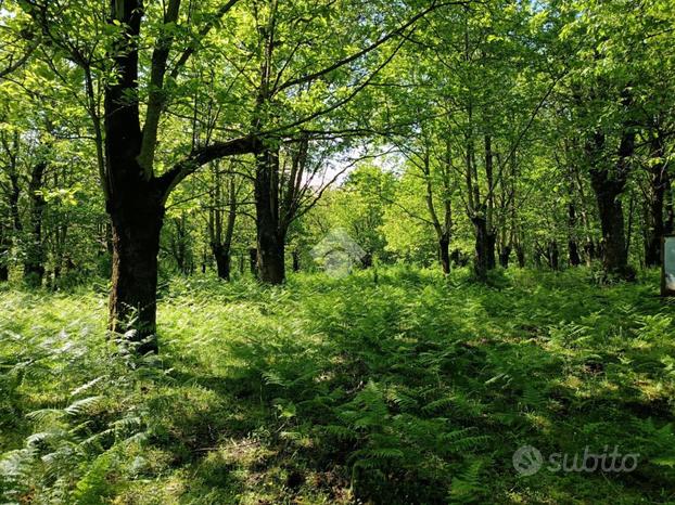 TER. AGRICOLO A SERINO