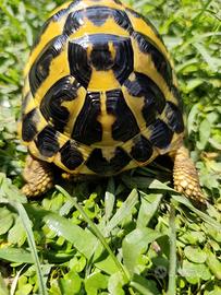 Tartaruga di terra Testudo Hermanni FonteC 40-2020