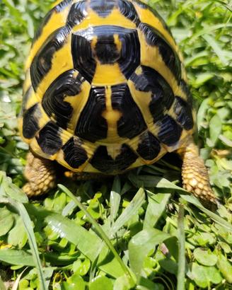 Tartaruga di terra Testudo Hermanni FonteC 40-2020