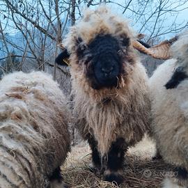 Pecore Naso Nero del Vallese