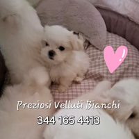 Lista d'attesa cuccioli Maltese