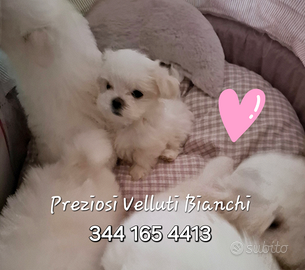 Lista d'attesa cuccioli Maltese