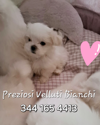 Lista d'attesa cuccioli Maltese