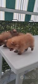 Cuccioli di spitz pomerania taglia mini toy