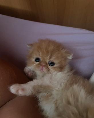 Persiano ipertipico