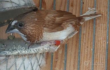 Passeri del Giappone