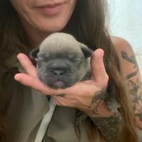 Bulldog francese