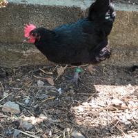 Australorp