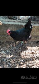 Australorp