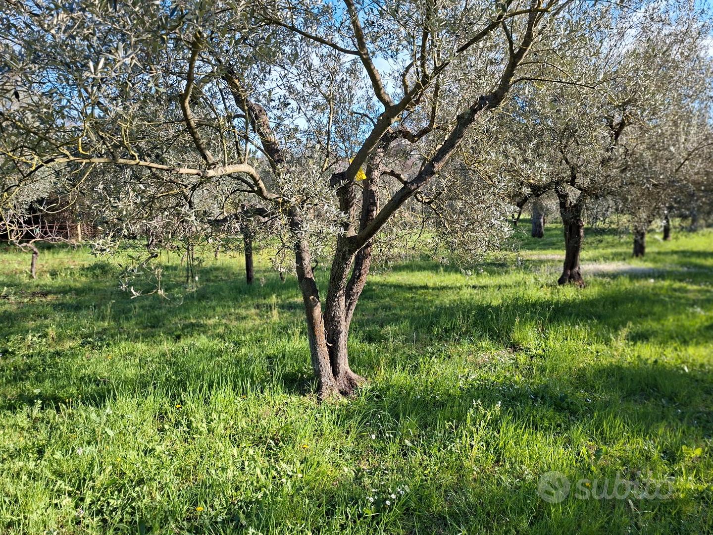 Terreno agricolo pianeggiante - Vista 5