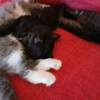 Gattini siberiani ipoallergenici