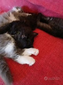 Gattini siberiani ipoallergenici