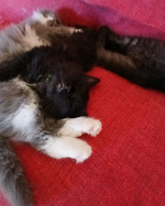 Gattini siberiani ipoallergenici