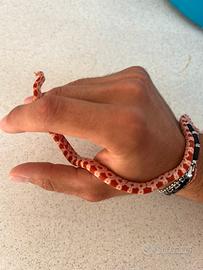 5 serpenti del grano