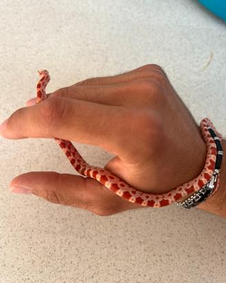 5 serpenti del grano