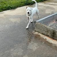 Amstaff disponibile per monta