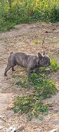 Bulldog francese