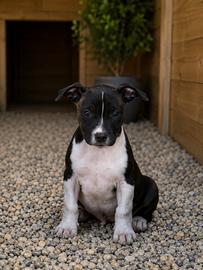 Cucciolo maschio American Staffordshire Terrier