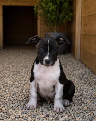 Cucciolo maschio American Staffordshire Terrier