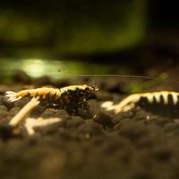 Caridina Galaxy Fishbone