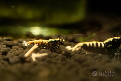 Caridina Galaxy Fishbone