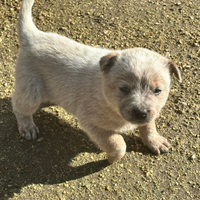 Australian cattle dog