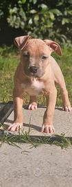 Pitbull ukc