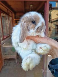 Conigli minilop cuccioli