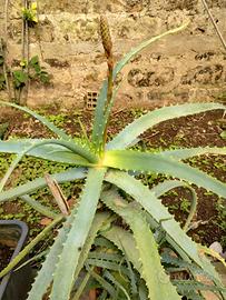 Piante di Aloe Arborescens >4 anni