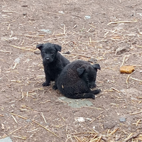 Cuccioli pastore tedesco