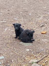 Cuccioli pastore tedesco