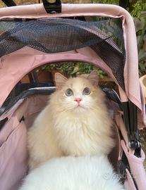 Ragdoll cucciolo