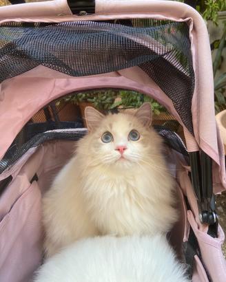 Ragdoll cucciolo