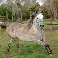Cavallo arabo