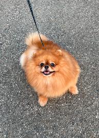 Volpino Pomerania femmina DA COMPAGNIA Pedigree