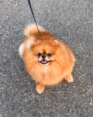 Volpino Pomerania femmina DA COMPAGNIA Pedigree
