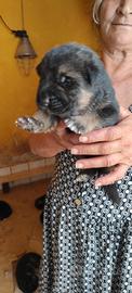 Cuccioli di pastore tedesco