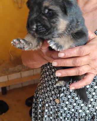 Cuccioli di pastore tedesco