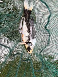 Koi Nisai 35 cm