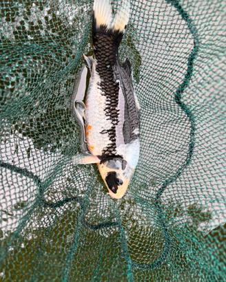 Koi Nisai 35 cm