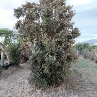 Pianta di quercia o leccio alta 5 metri a cespugli