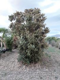 Pianta di quercia o leccio alta 5 metri a cespugli