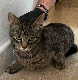Alfredo gattino 10 mesi