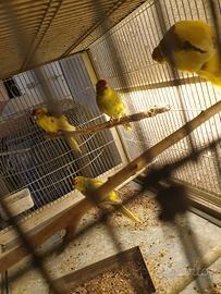 Kakariki fronte rossa