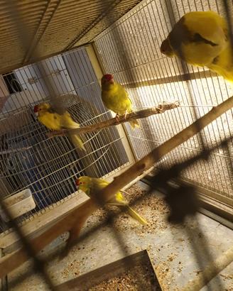 Kakariki fronte rossa