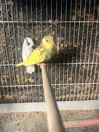 Cocorito