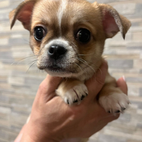Cucciola di chihuahua