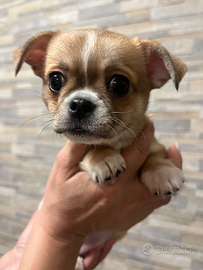 Cucciola di chihuahua